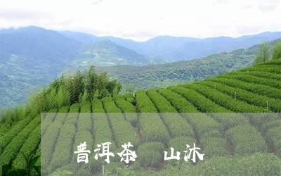 普洱茶 山沐/2023042759816